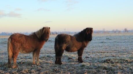 Paardjes in de winterse weide