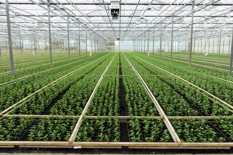 P1300761  KOM IN DE KAS nr5  Tuin 6  J & A  Pluis Chrysanten   11 april 2026 