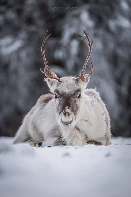 Tussen de rendieren op de rendieren-boerderij in Kuusamo