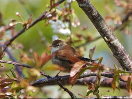 Cetti's zanger (Cettia cetti)