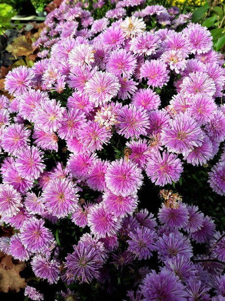 20211013 135625  PINK RIBBON nr21   Detail Pink Bloemen eigen tuin  12 okt 2021