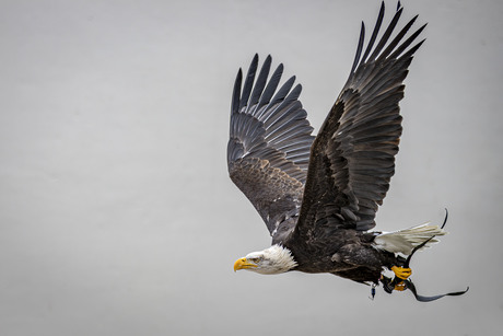 Bald eagle