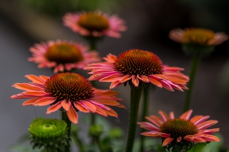 Echinacea 