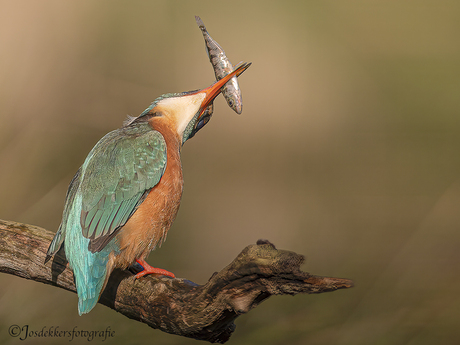 ijsvogel 