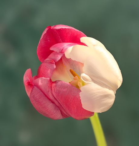 Double color tulip