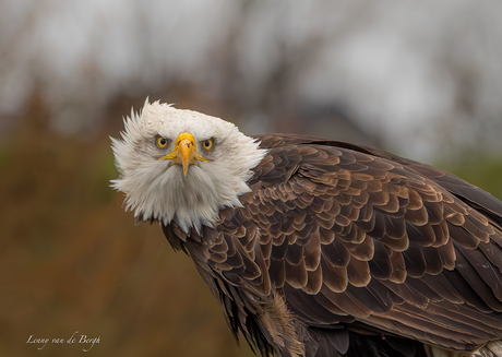 The Look of Freedom 