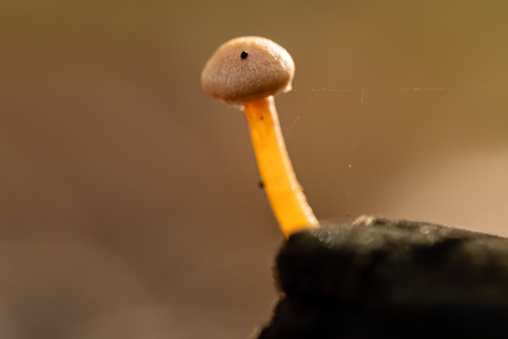 de gesteelde stuifzwam