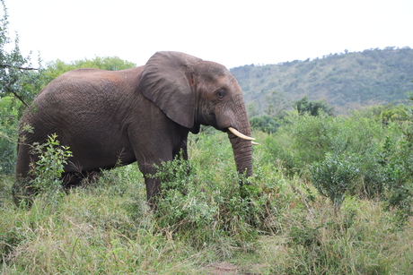 Olifant