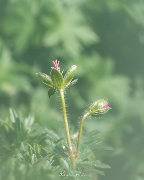 || Bloedooievaarsbek ||