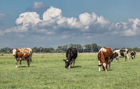 Op het platteland
