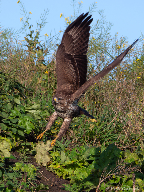 Landing van de buizerd