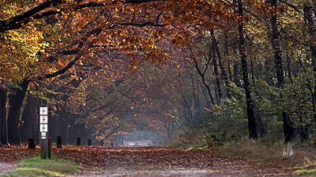 De Schouwenburgweg in herfstkleuren. (2)