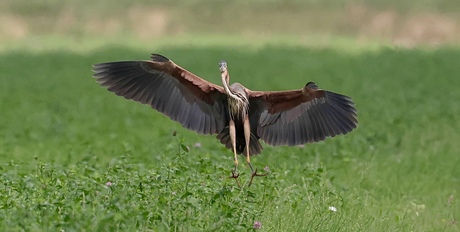 Purperreiger