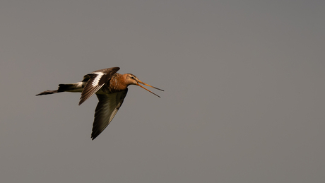 Grutto in vlucht