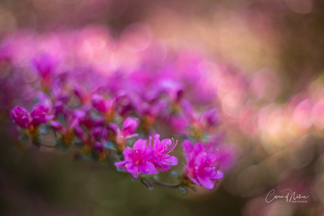 Azalea 