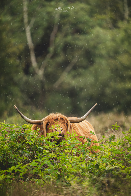 Schotse hooglander