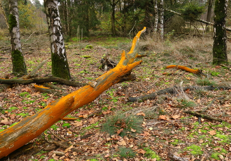 Oranje Boomalg.