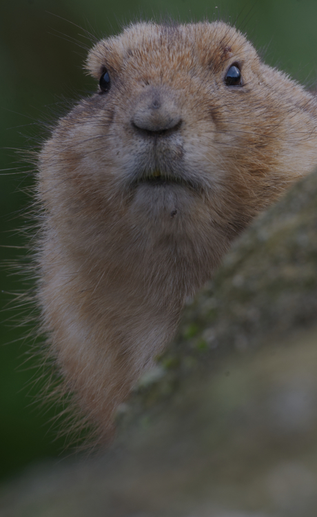 zwartstaartprairiehond