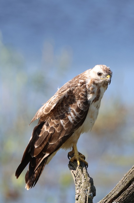 Buizerd