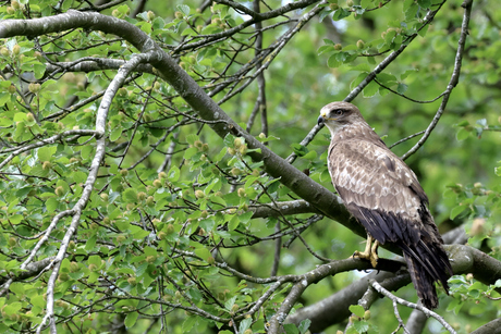 Buizerd