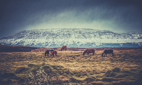 ijslanders in ijsland