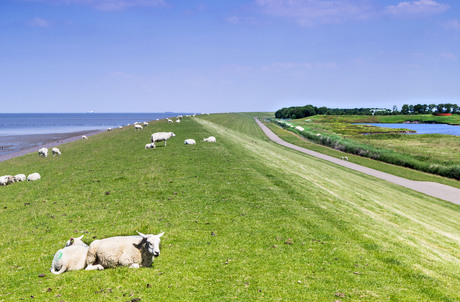 zonnede schapen