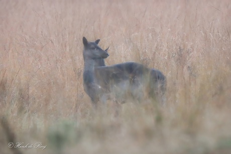 Damherten in het hoge gras.