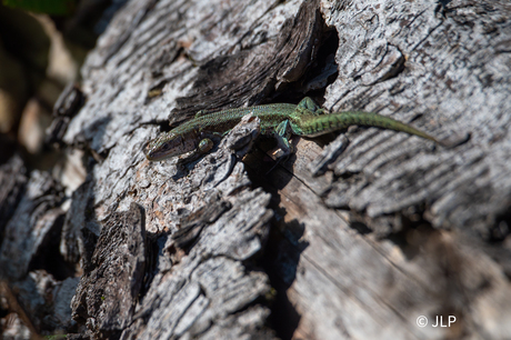 Levend barende hagedis