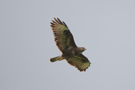 Buizerd