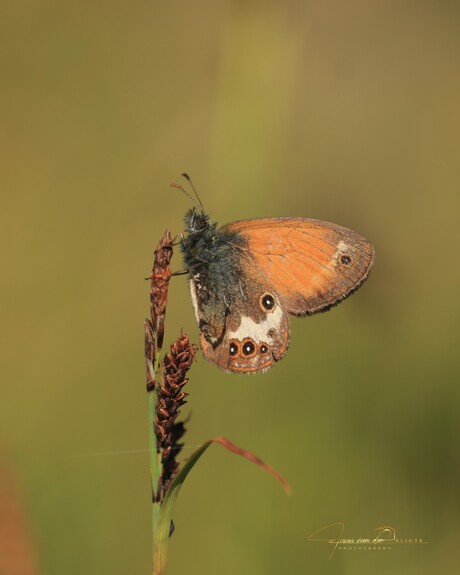 Tweekleurig hooibeestje / Coenonympha arcania / Pearly heath