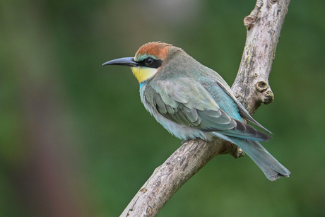 Bijen-eter in een hele mooie landschapsvolière in Emmen