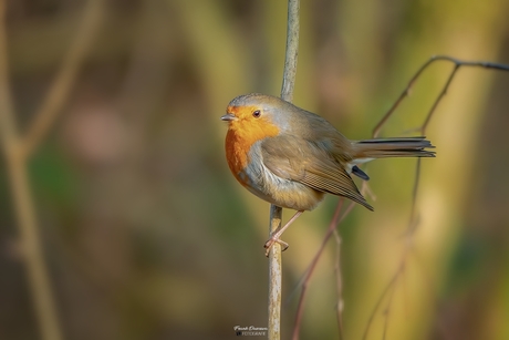Winterse ontmoeting met een roodborstje.