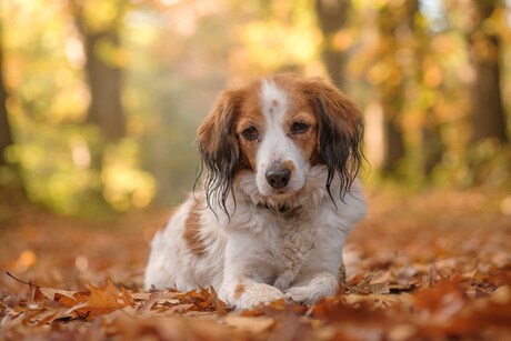 Herfstkleuren