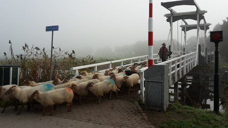 Schaapskudde, Enkeerdbrug