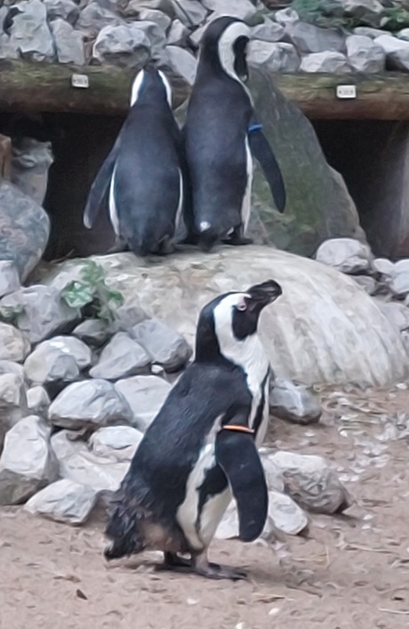 Familie Pinguïn