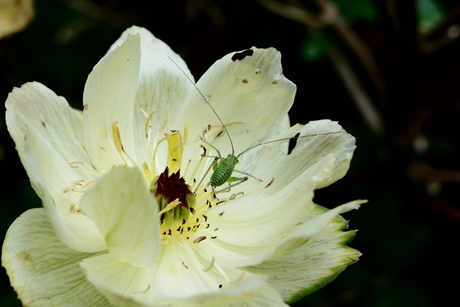 Tuinbeest