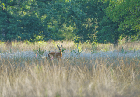 Vorige week tijdens zonsopkomst op het Dwingelderveld....