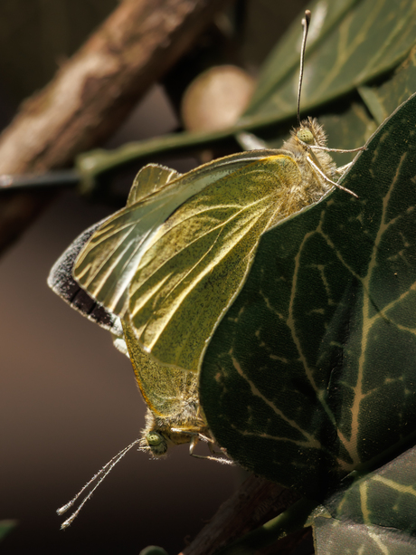 Paringstijd is begonnen