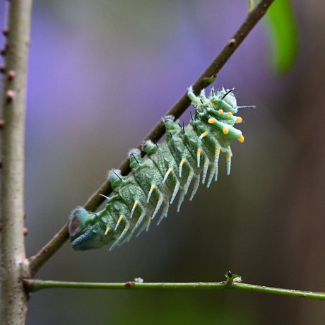 rups van de atlasvlinder