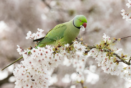Halsbandparkiet in de bloesems