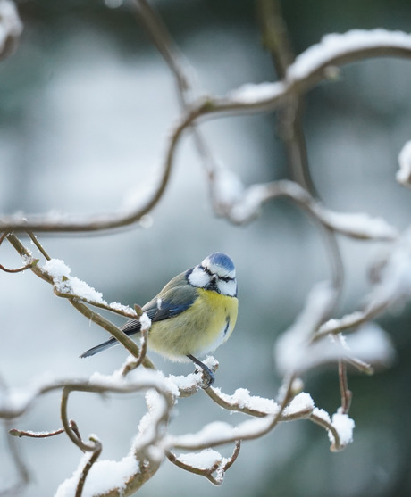 Pimpelmeesje in de krulhazelaar!🐦💛❄️😃