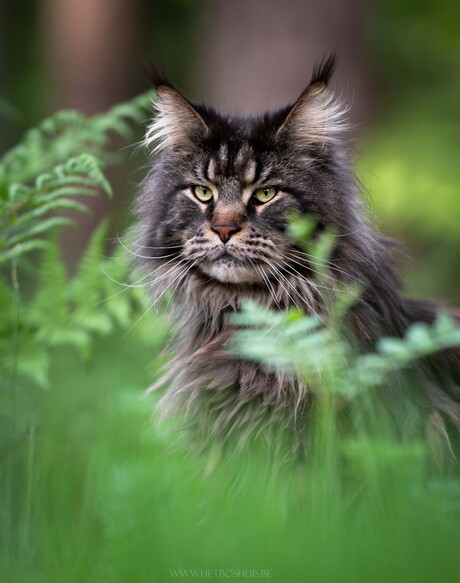 Maine Coon Grimmdal