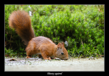 Thirsty squirrel