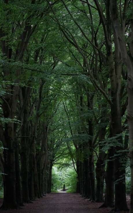 Op een warme zomerdag onder de bomen