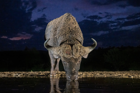 Drinkende Afrikaanse buffel