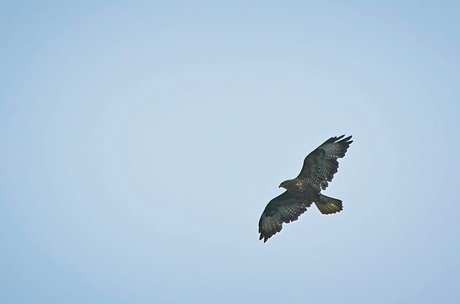Buizerd Meijendel
