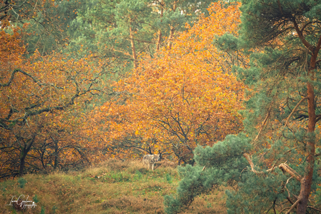 "🍂Whispers of Autumn🍂" 