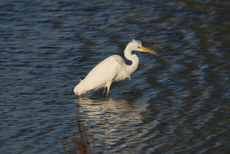 witte reiger