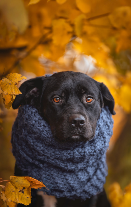 Herfstkleuren