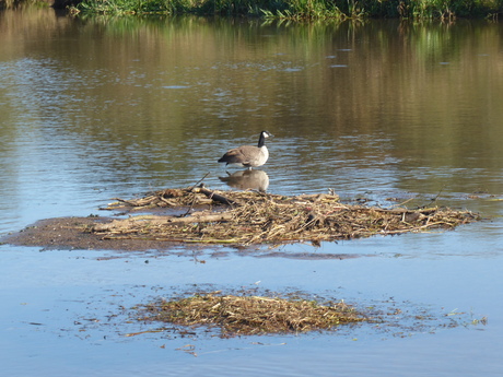 Een Canadese gans